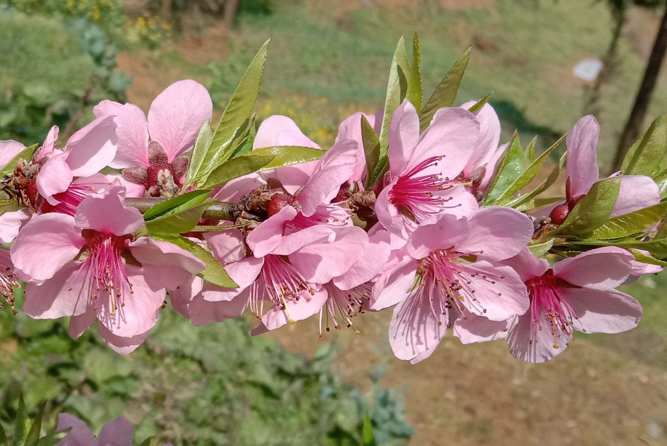 今天翻到了春天的照片